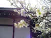 ume.jpg (63025 oCg)
