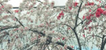 sakura01