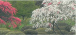 sakura02