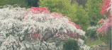 sakura04