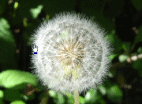 watage