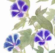 7月30日