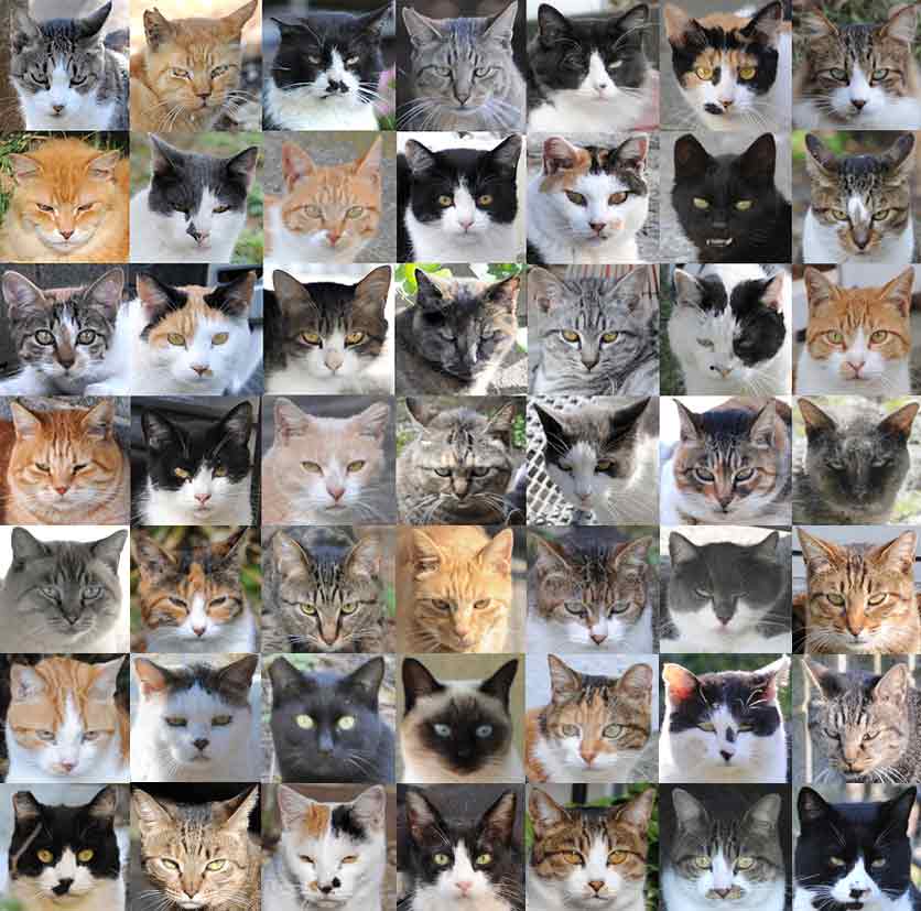 猫
