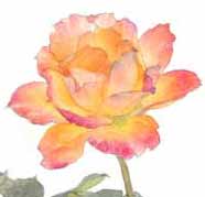 11月17日